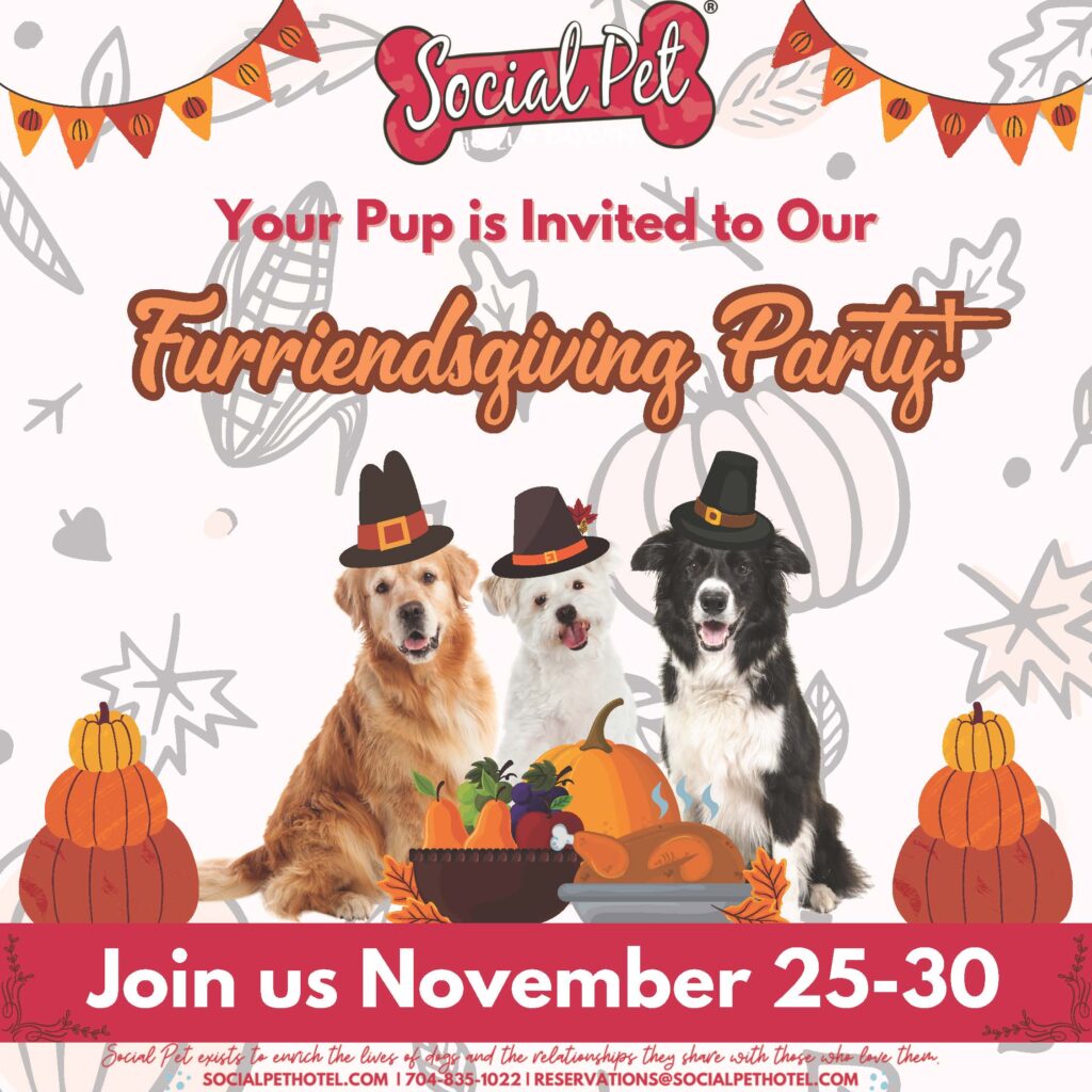 Invitation for Furriendsgiving Party 2024