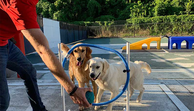 Staff playing with two happy dogs