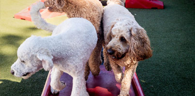 group of dogs playing in daycare