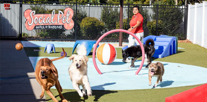 Staff supervising happy dogs playing in dog daycare