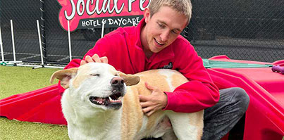 Staff petting a happy dog in daycare