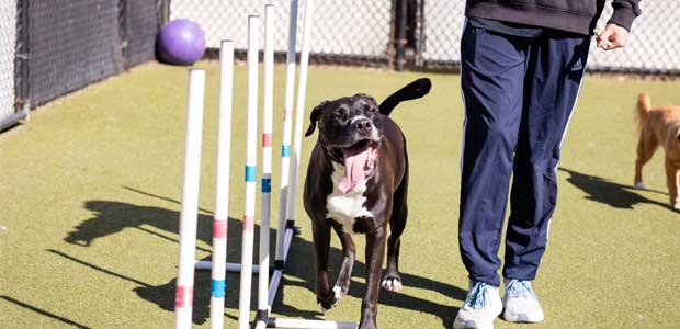 Happy dog running through a training course
