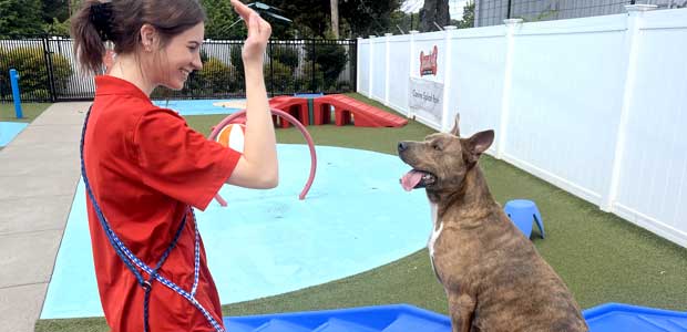Dog trainer working with a dog