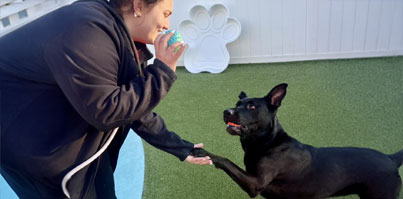 Staff with a happy dog
