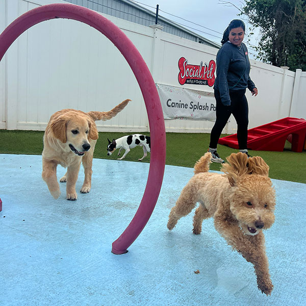 Dogs playing on the splashpad