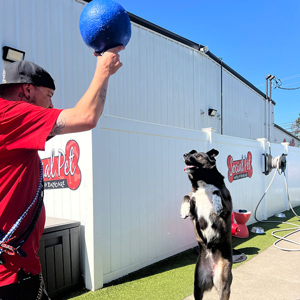 Staff holding a blue ball for a jumping dog